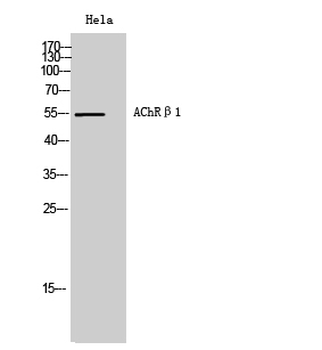 AChRβ1 Polyclonal Antibody