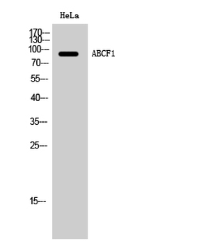 ABCF1 Polyclonal Antibody