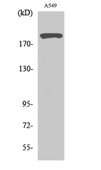 53BP1 Polyclonal Antibody