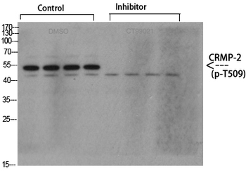 CRMP-2 (phospho Thr509) Polyclonal Antibody