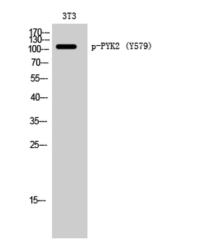 PYK2 (phospho Tyr579) Polyclonal Antibody