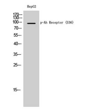 Ah Receptor (phospho Ser36) Polyclonal Antibody