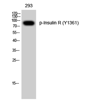 Insulin R (phospho Tyr1361) Polyclonal Antibody