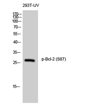 Bcl-2 (phospho Ser87) Polyclonal Antibody