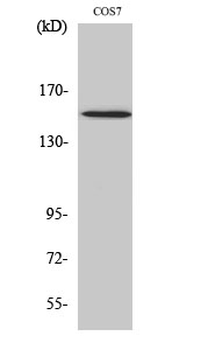 PLC γ1 (phospho Tyr771) Polyclonal Antibody