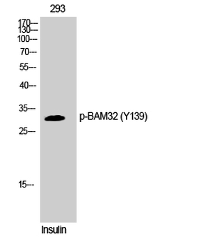 BAM32 (phospho Tyr139) Polyclonal Antibody