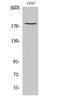 EGFR (phospho Thr678) Polyclonal Antibody