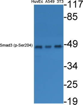Smad3 (phospho Ser204) Polyclonal Antibody