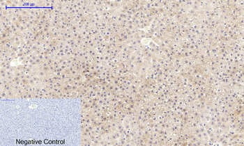 mTOR (phospho Ser2448) Polyclonal Antibody