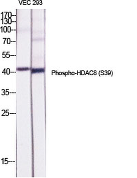 HDAC8 (phospho Ser39) Polyclonal Antibody