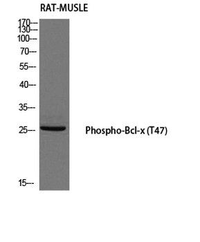 Bcl-x (phospho Thr47) Polyclonal Antibody