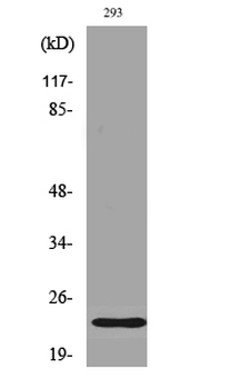 Bad (phospho Ser112) Polyclonal Antibody