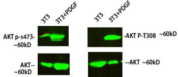 Akt (phospho Ser473) Polyclonal Antibody
