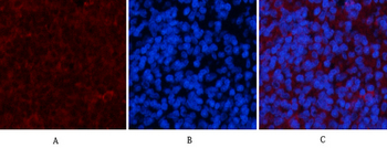 Cyclophilin B Monoclonal Antibody(2B10)