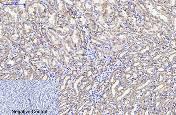 CYCS Monoclonal Antibody(4B10)