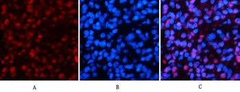 Histone H4 (Acetyl Lys16) Polyclonal Antibody