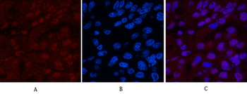 XRCC4 Monoclonal Antibody(5C10)