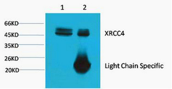 XRCC4 Monoclonal Antibody(5C10)