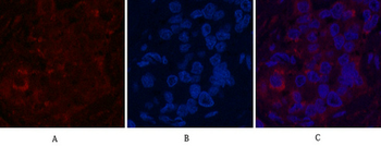 FH Monoclonal Antibody(7F1)
