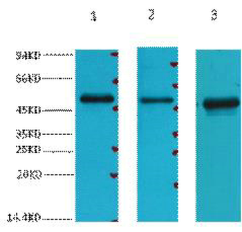 FH Monoclonal Antibody(7F1)