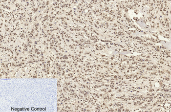 Histone H4 (Acetyl Lys16) Polyclonal Antibody