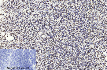 Histone H3 (Acetyl Lys9) Polyclonal Antibody