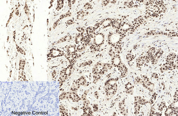 Histone H3 (Acetyl Lys9) Polyclonal Antibody