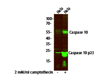 Caspase 10 (p23/17, Cleaved-Val220) Antibody