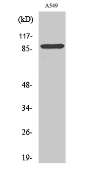 Cleaved-Integrin αV HC (K889) Polyclonal Antibody