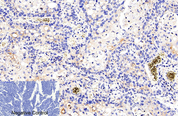 Cleaved-Caspase-9 p35 (D315) Polyclonal Antibody