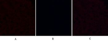 Cleaved-Caspase-9 p35 (D315) Polyclonal Antibody