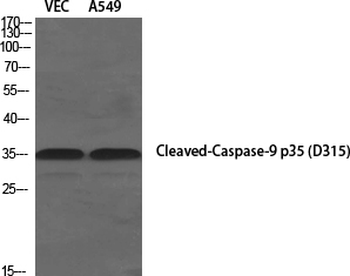 Cleaved-Caspase-9 p35 (D315) Polyclonal Antibody