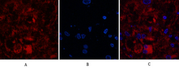 Cleaved-Caspase-8 (D384) Polyclonal Antibody
