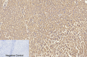 Cleaved-Caspase-3 p12 (D175) Polyclonal Antibody