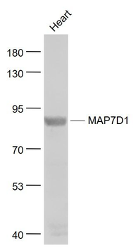 MAP7D1 Polyclonal Antibody
