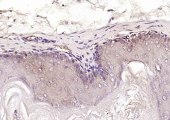 LRRC59 Polyclonal Antibody