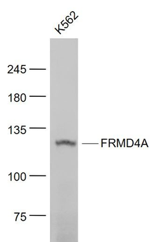 FRMD4A Polyclonal Antibody