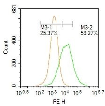 Transglutaminase-1 Polyclonal Antibody