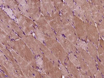 GAS2L3 Polyclonal Antibody