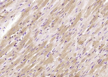 Glypican 1 Polyclonal Antibody