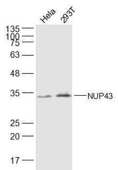 NUP43 Polyclonal Antibody