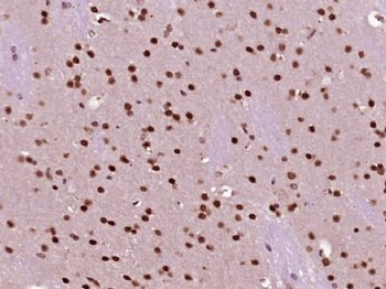 NUP43 Polyclonal Antibody