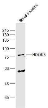 HOOK3 Polyclonal Antibody