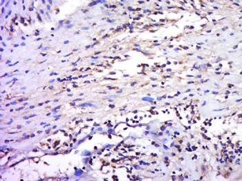 IGFL4 Polyclonal Antibody