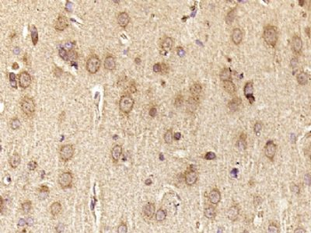 HERC6 Polyclonal Antibody