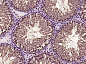 C8orf58 Polyclonal Antibody