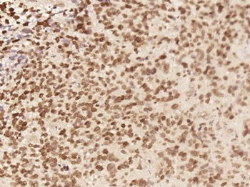 C8orf58 Polyclonal Antibody