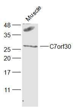 C7orf30 Polyclonal Antibody