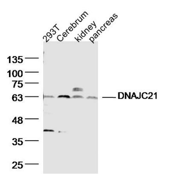 DNAJC21 Polyclonal Antibody