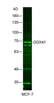DDX41 Polyclonal Antibody